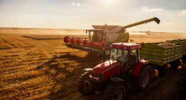 Harvesting the wheat